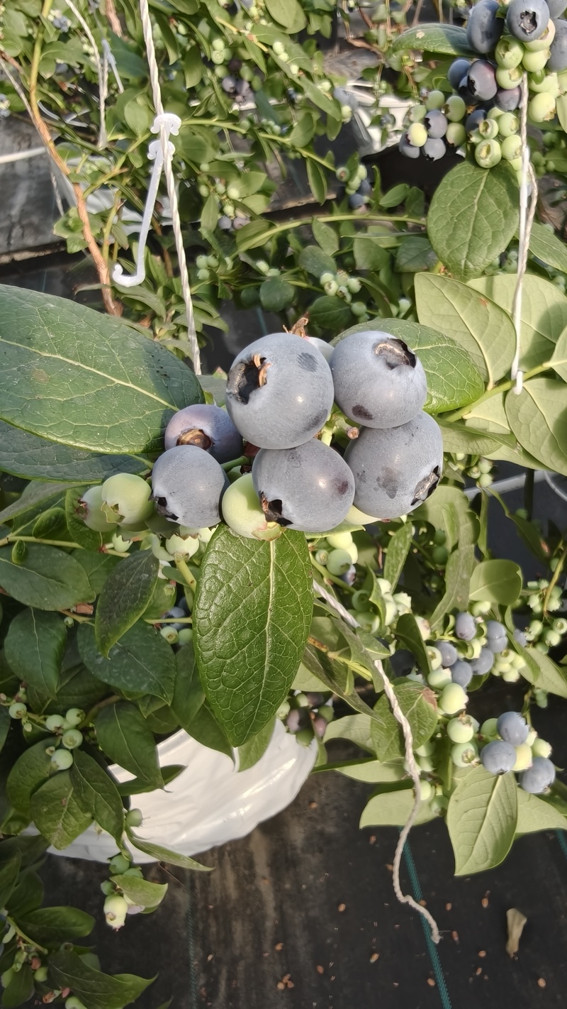 蓝莓