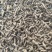 野生条形三叶青