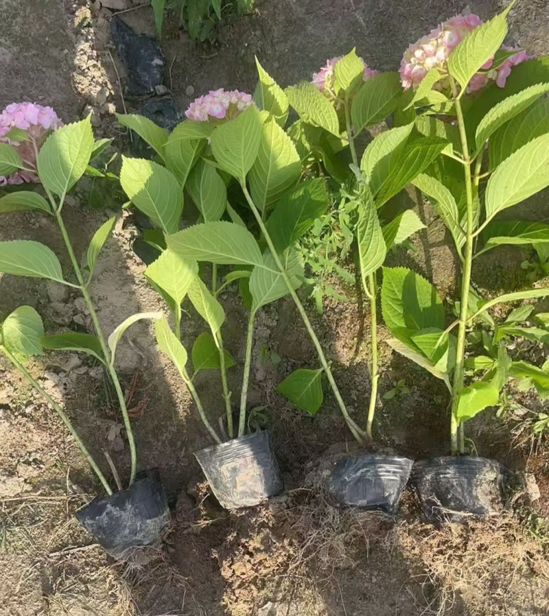 观花植物无尽夏、八仙花绣球大杯，基地有量，欢迎订购。