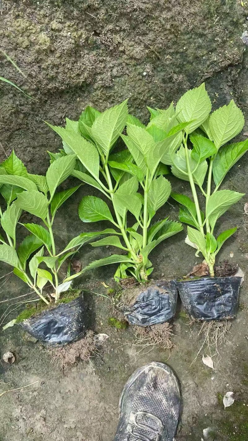 观花植物无尽夏、八仙花绣球大杯，基地有量，欢迎订购。