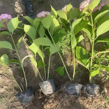 观花植物无尽夏、八仙花绣球大杯，基地有量，欢迎订购。