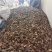 来自甘肃子午岭大自然中精品爆马丁香桑黄**黑桦树疙瘩