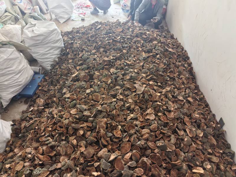 来自甘肃子午岭大自然中精品爆马丁香桑黄**黑桦树疙瘩