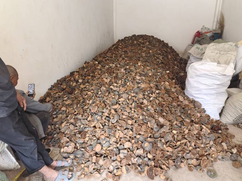来自甘肃子午岭大自然中精品爆马丁香桑黄**黑桦树疙瘩