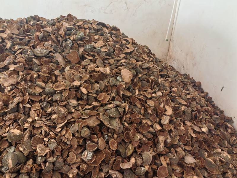 来自甘肃子午岭大自然中精品爆马丁香桑黄**黑桦树疙瘩