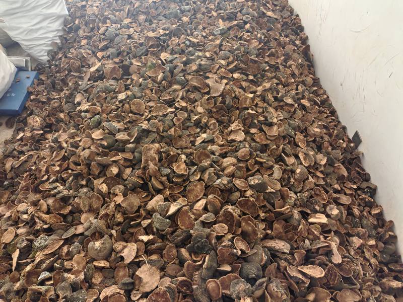 来自甘肃子午岭大自然中精品爆马丁香桑黄**黑桦树疙瘩