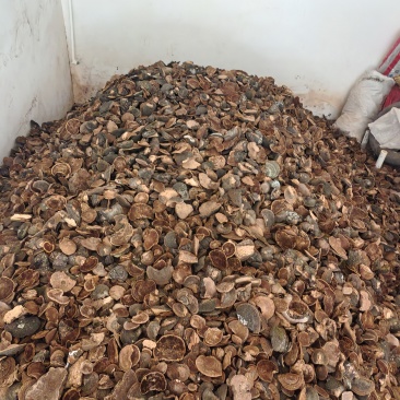 来自甘肃子午岭大自然中精品爆马丁香桑黄**黑桦树疙瘩