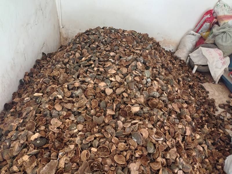来自甘肃子午岭大自然中精品爆马丁香桑黄**黑桦树疙瘩