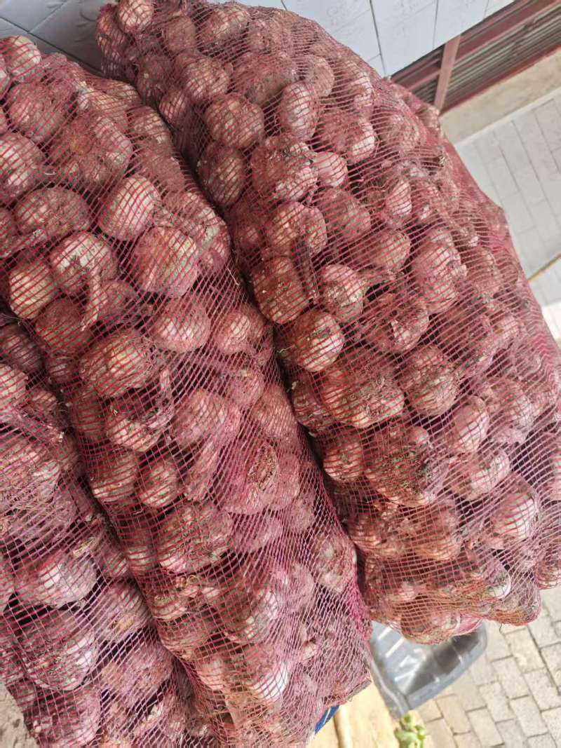 大蒜精品大蒜，蒜头大，干货！产自安徽宿州，精品大蒜，干货