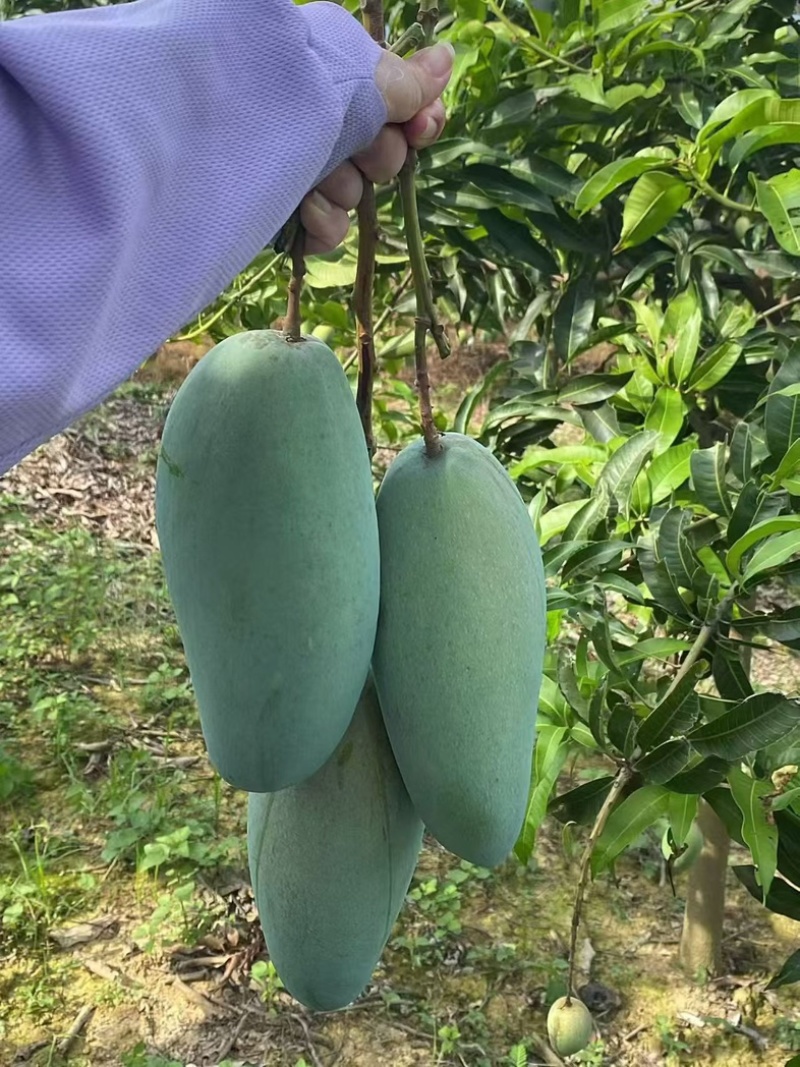 正宗百色田东金煌芒