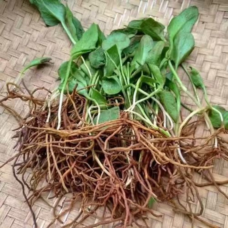 野生一支箭