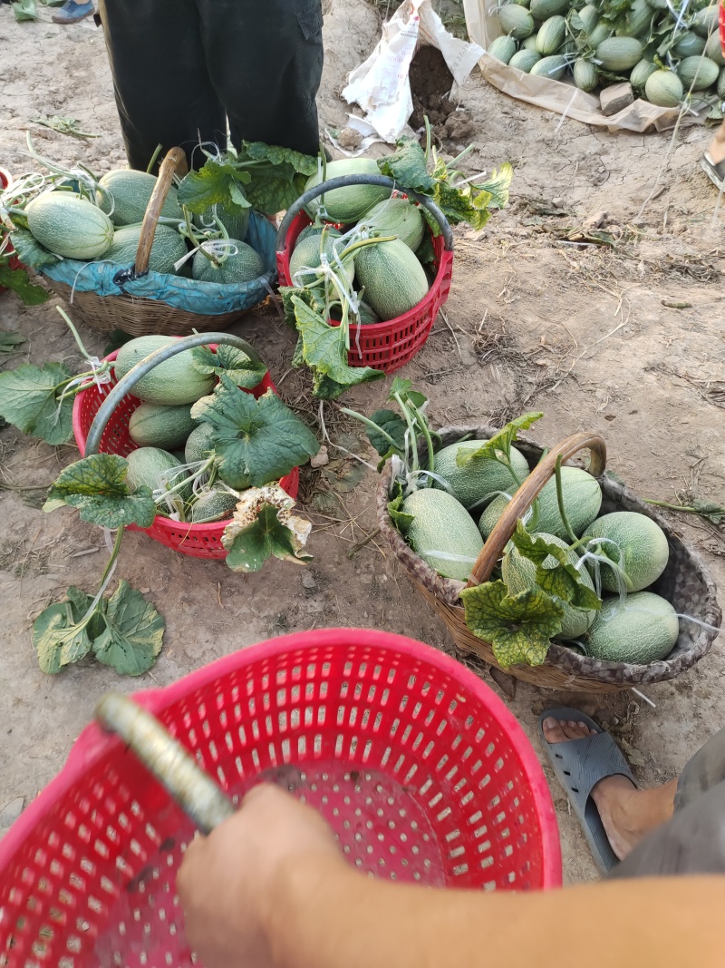 哈密瓜