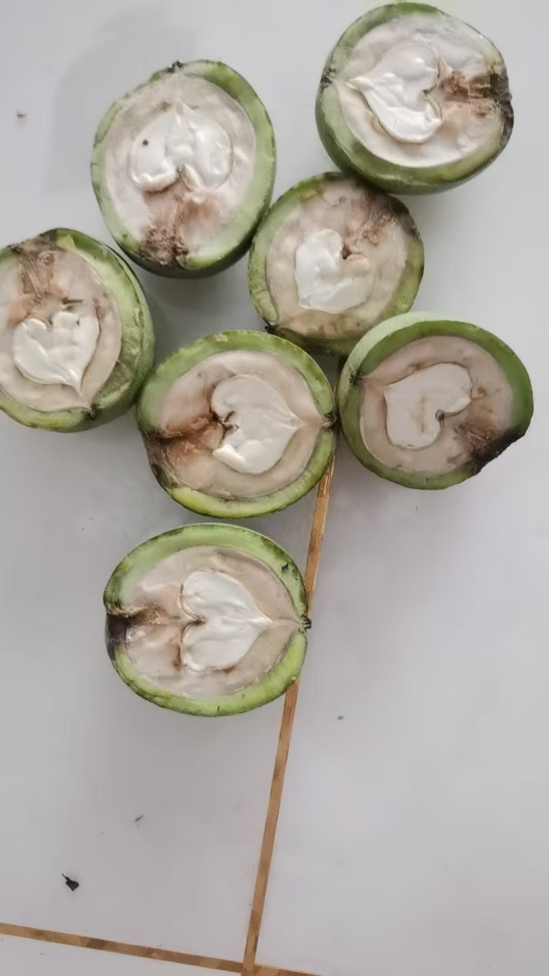 青皮核桃礼品，中林，西伕，杂果大量上市