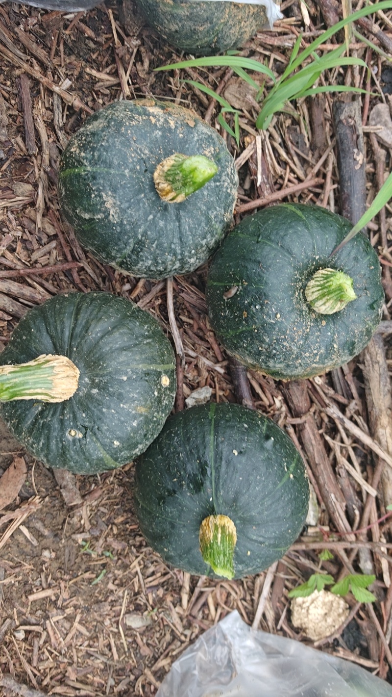 贵州贝贝瓜基地直销