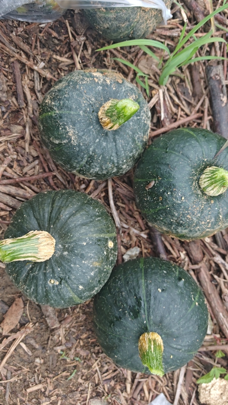 贵州贝贝瓜基地直销