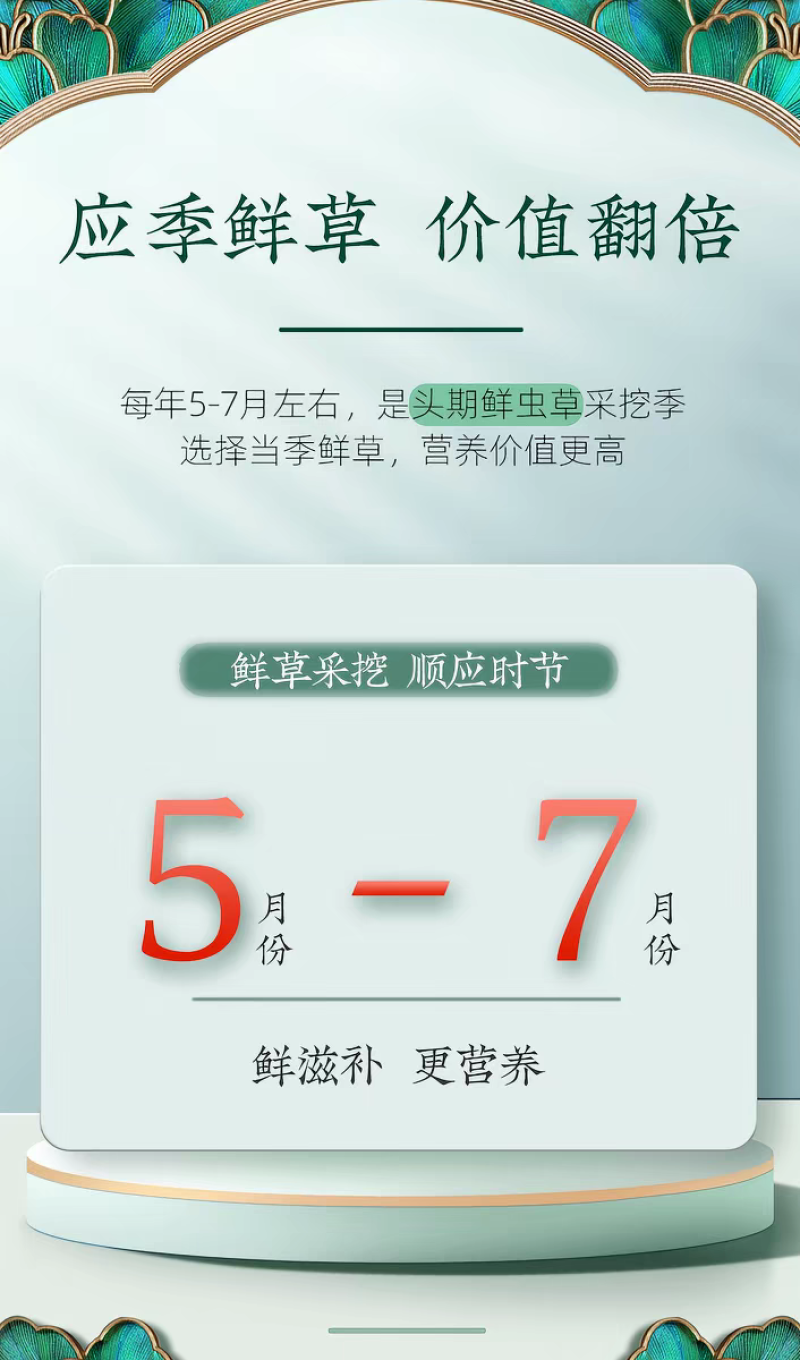 高海拔冬虫夏草鲜草2026新鲜虫草西藏虫草高海拔采挖直销