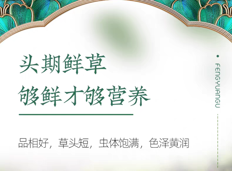 高海拔冬虫夏草鲜草2026新鲜虫草西藏虫草高海拔采挖直销