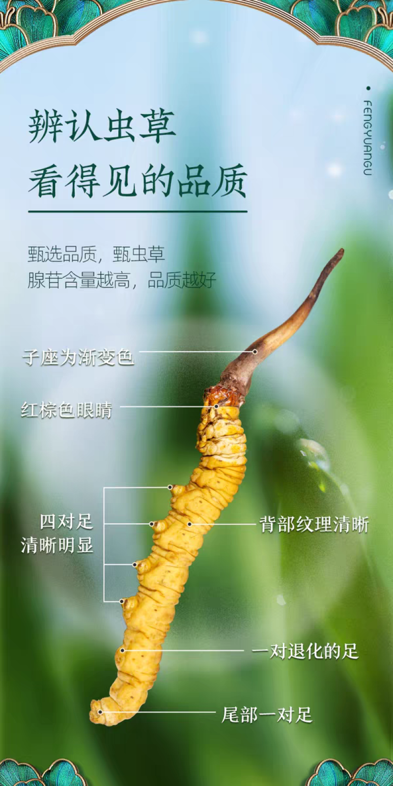 高海拔冬虫夏草鲜草2026新鲜虫草西藏虫草高海拔采挖直销