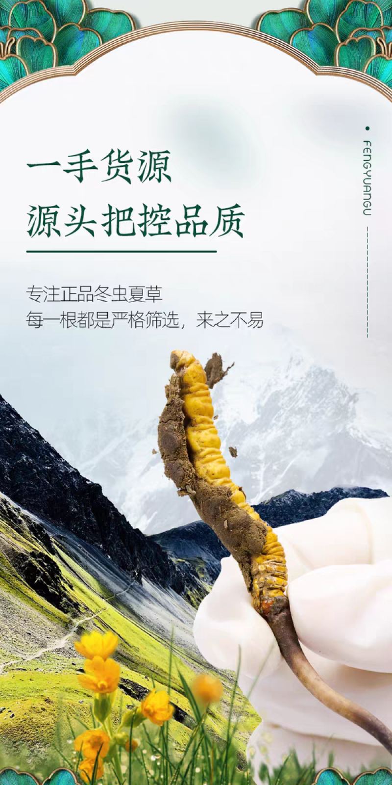 高海拔冬虫夏草鲜草2026新鲜虫草西藏虫草高海拔采挖直销