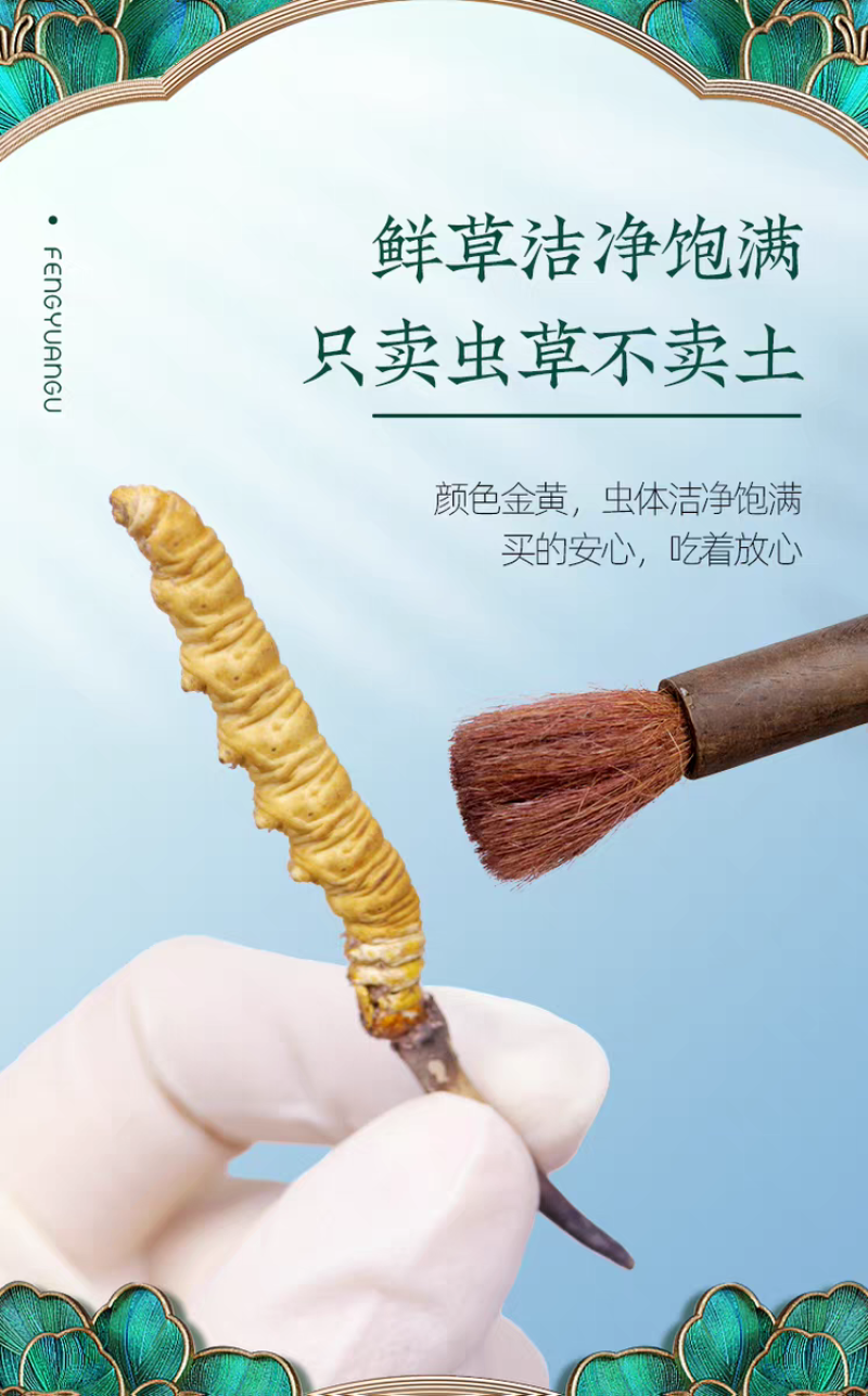 高海拔冬虫夏草鲜草2026新鲜虫草西藏虫草高海拔采挖直销