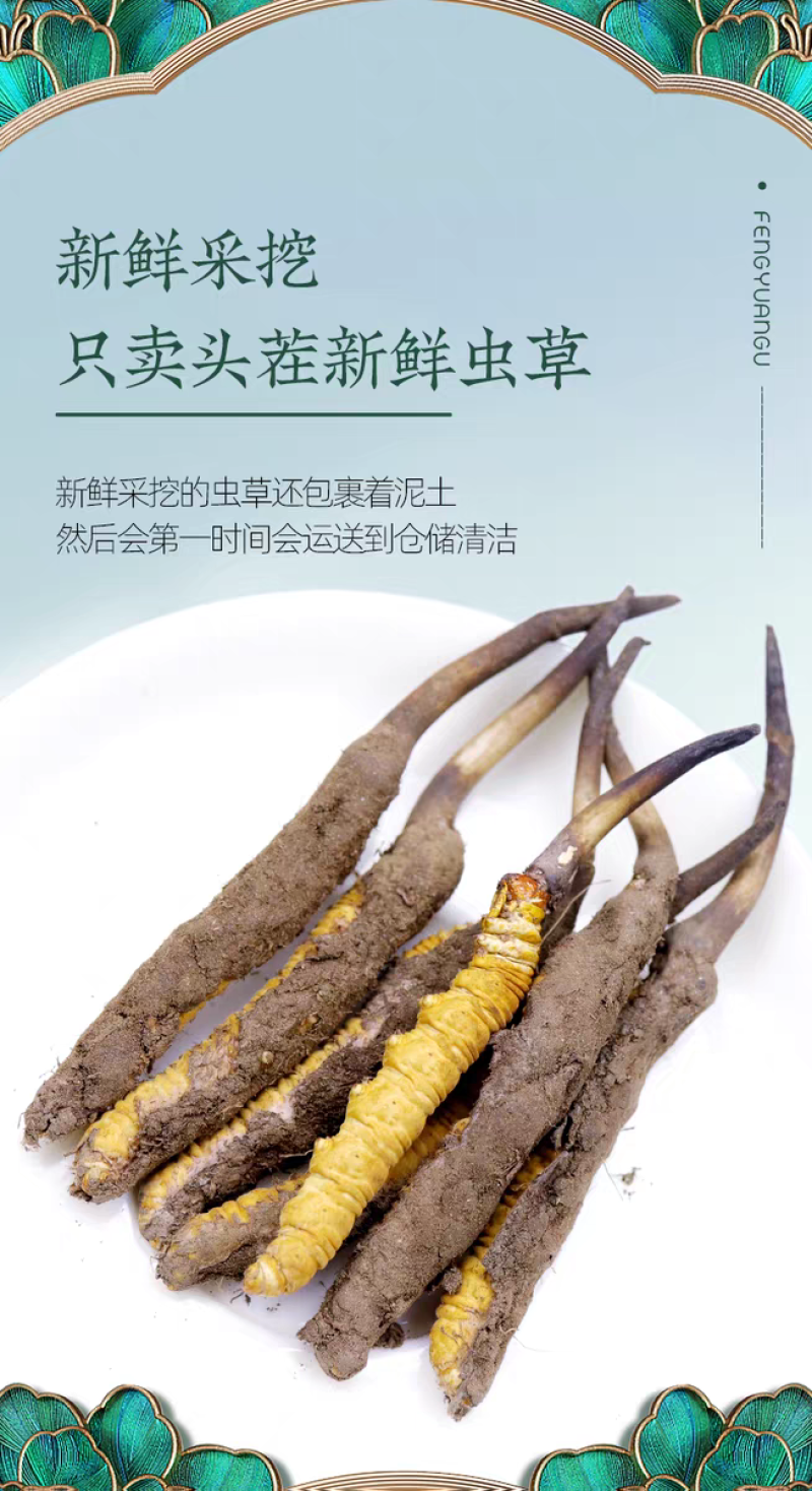 高海拔冬虫夏草鲜草2026新鲜虫草西藏虫草高海拔采挖直销