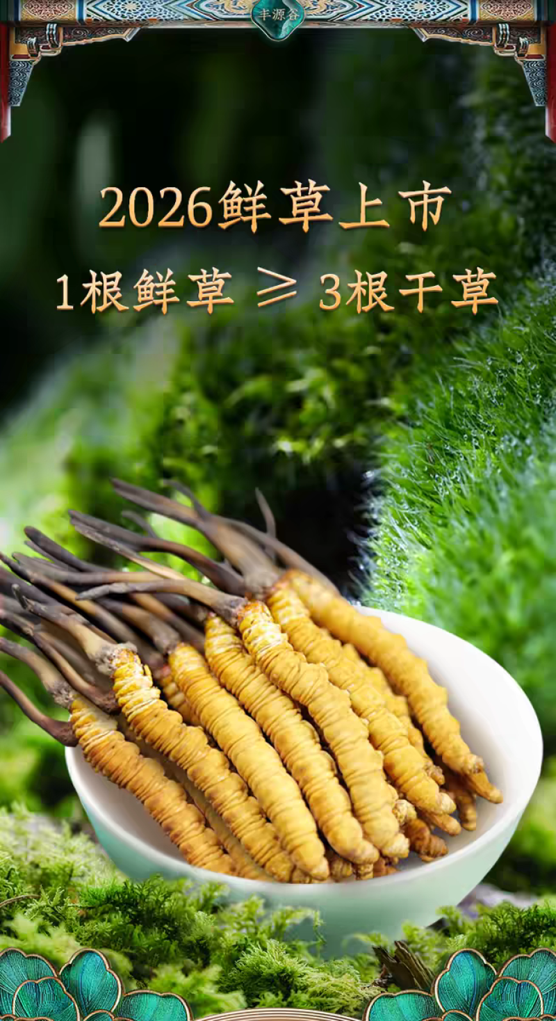 高海拔冬虫夏草鲜草2026新鲜虫草西藏虫草高海拔采挖直销