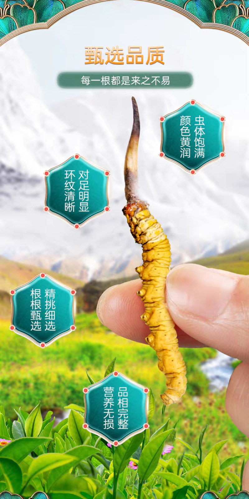 高海拔冬虫夏草鲜草2026新鲜虫草西藏虫草高海拔采挖直销