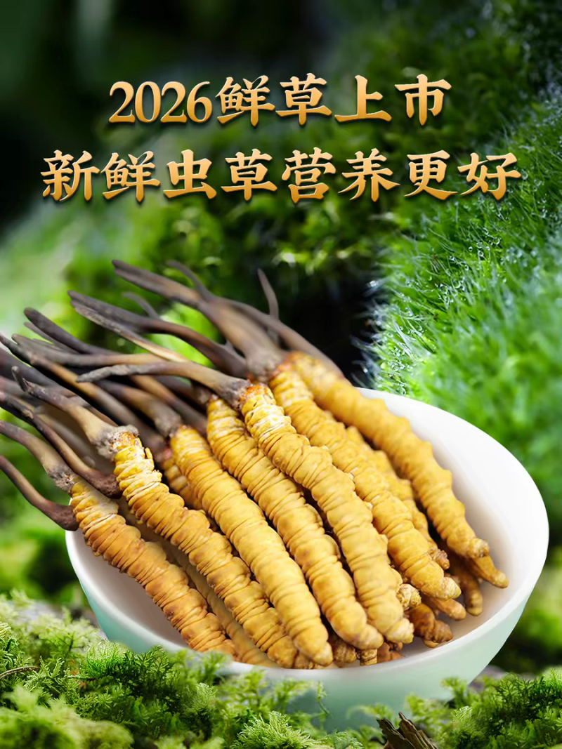 高海拔冬虫夏草鲜草2026新鲜虫草西藏虫草高海拔采挖直销