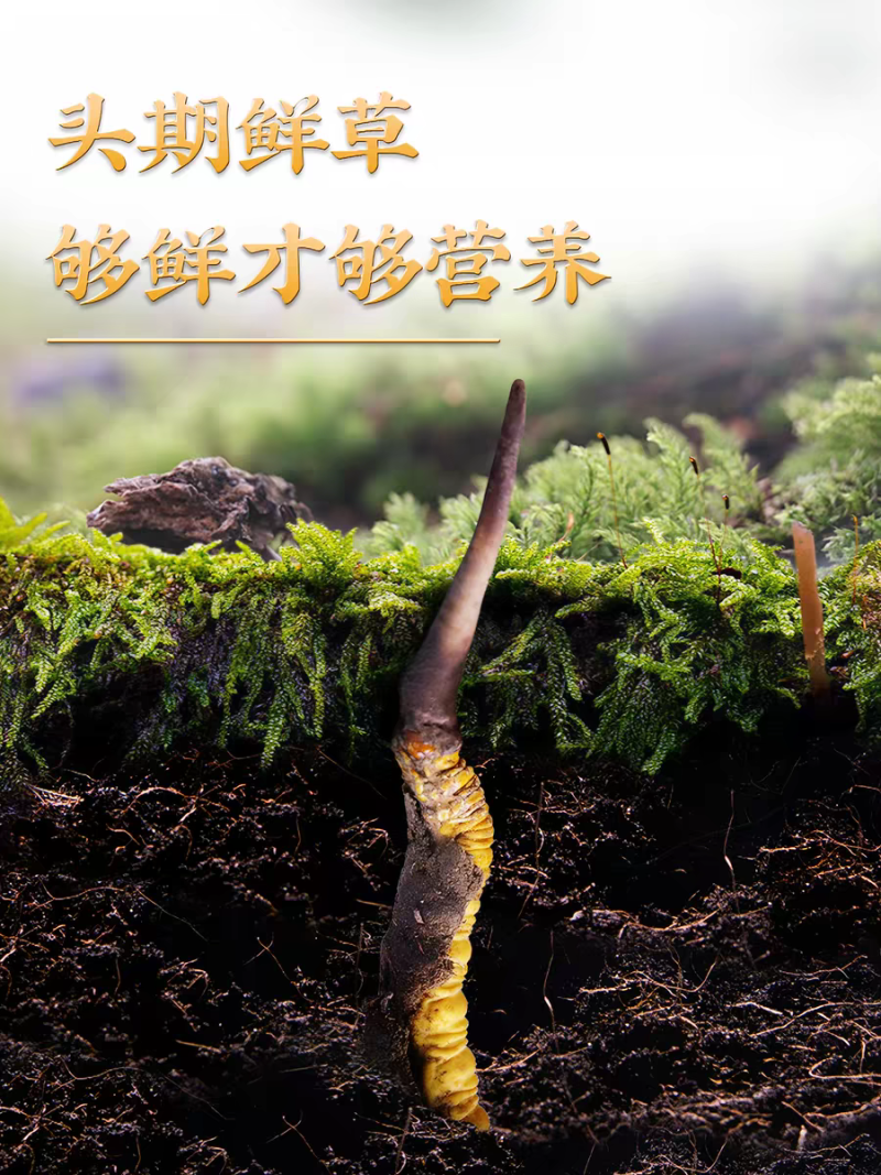高海拔冬虫夏草鲜草2026新鲜虫草西藏虫草高海拔采挖直销