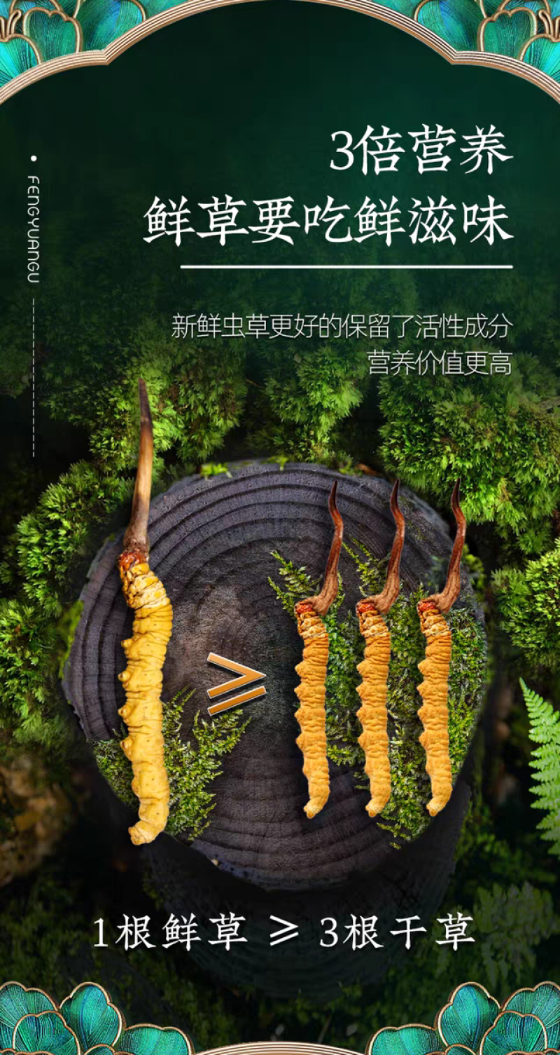 高海拔冬虫夏草鲜草2026新鲜虫草西藏虫草高海拔采挖直销