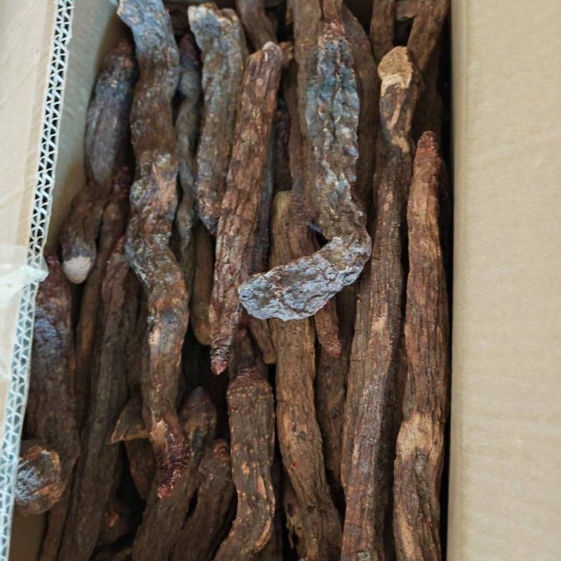 荒漠肉苁蓉