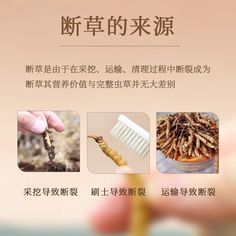 （低价断虫草）冬虫夏草正品西藏那曲虫草批发干虫草大节