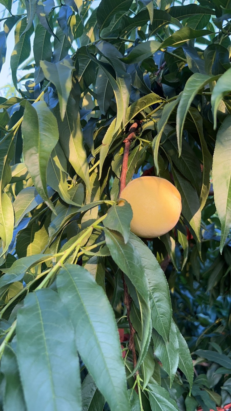 蒙阴黄金蜜