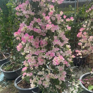 三角梅网红粉色花系基地批发
