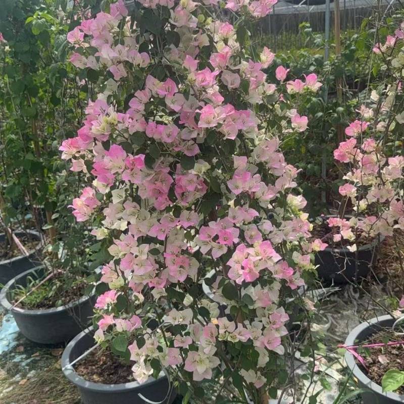 三角梅网红粉色花系基地批发