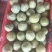 八宝丹蜂糖李巫山李，味帝，芙蓉，大小宝石，澳洲红，奈李