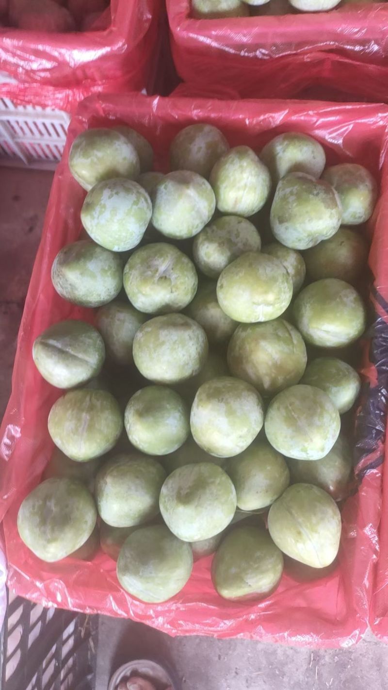 八宝丹蜂糖李巫山李，味帝，芙蓉，大小宝石，澳洲红，奈李