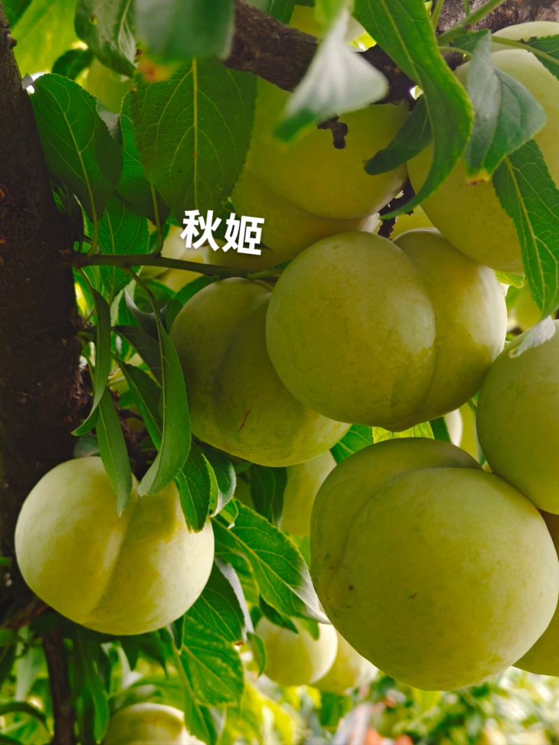 八宝丹蜂糖李巫山李，味帝，芙蓉，大小宝石，澳洲红，奈李
