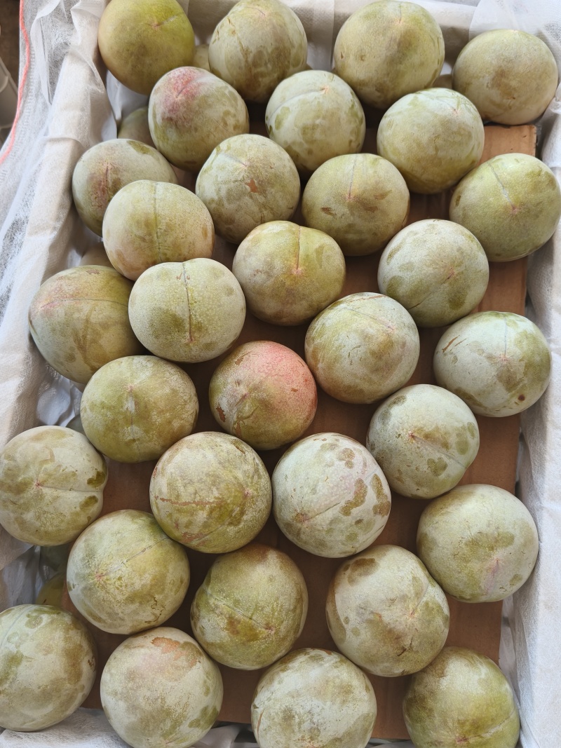 八宝丹蜂糖李巫山李，味帝，芙蓉，大小宝石，澳洲红，奈李