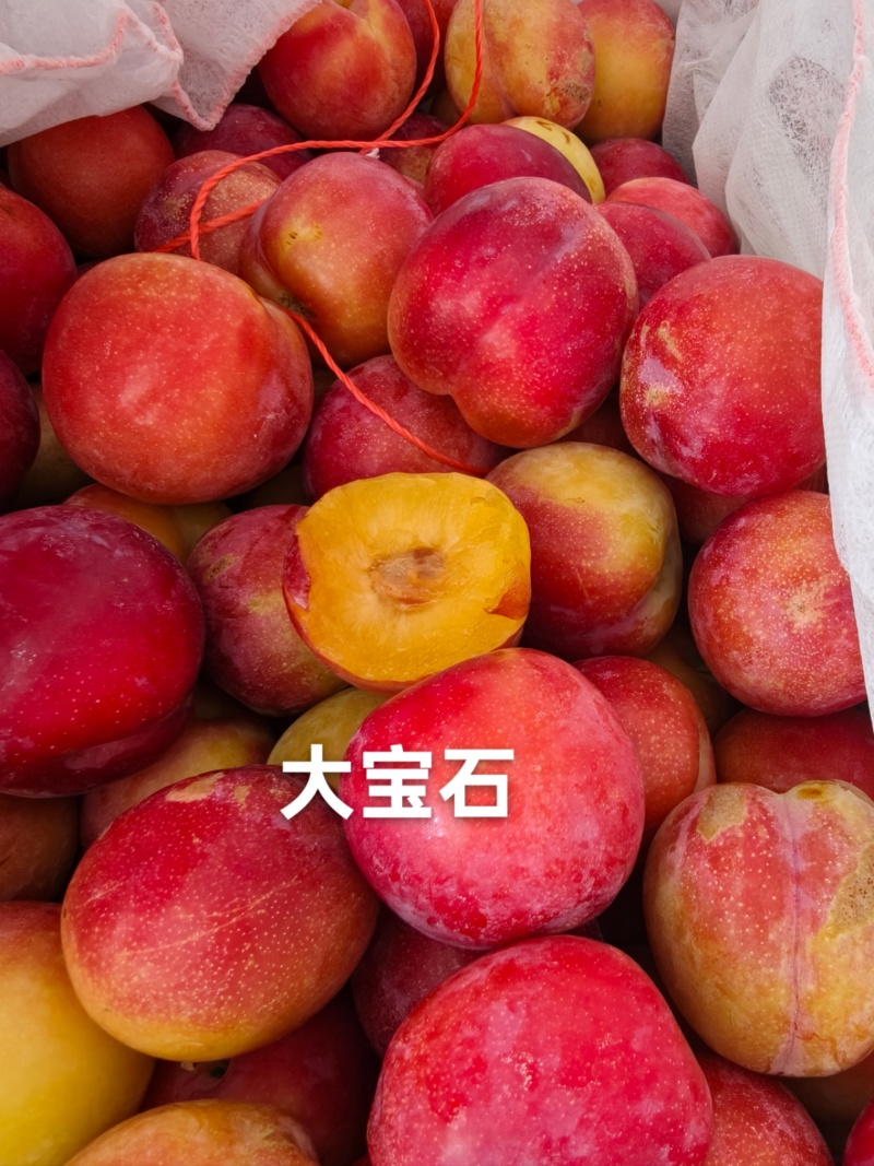 八宝丹蜂糖李巫山李，味帝，芙蓉，大小宝石，澳洲红，奈李