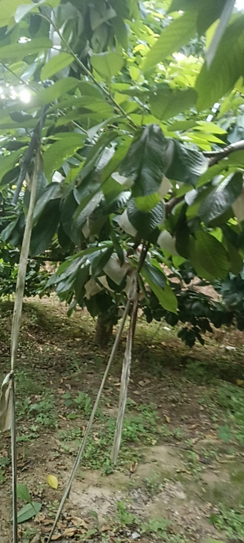 天水高山大樱桃