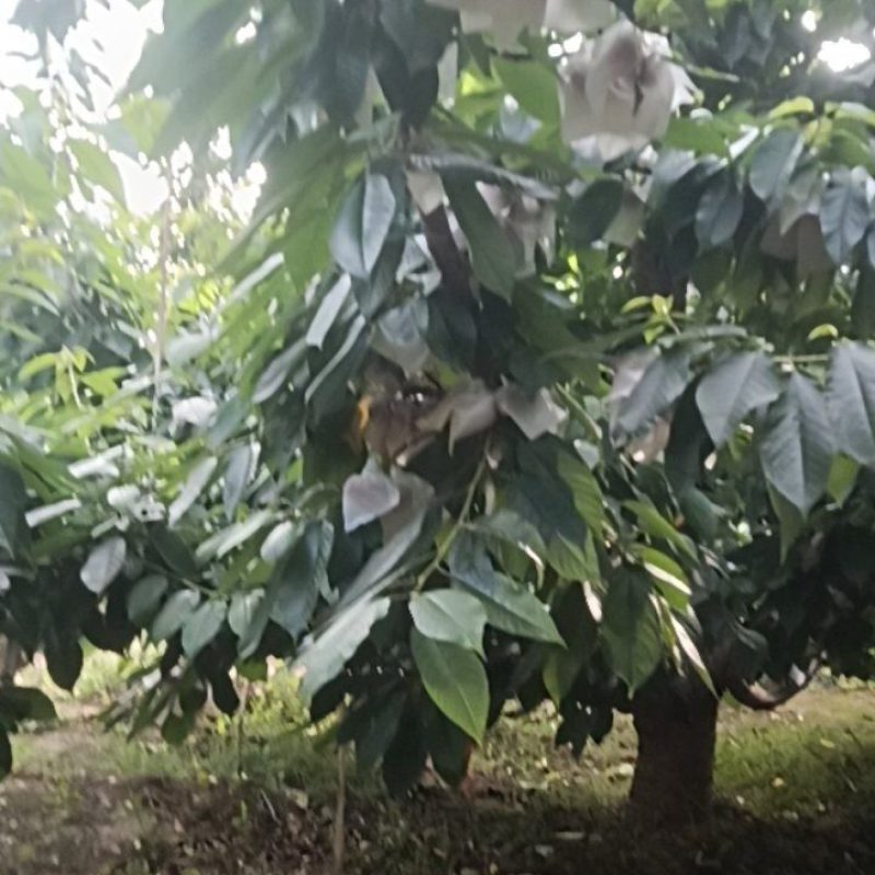 天水高山大樱桃