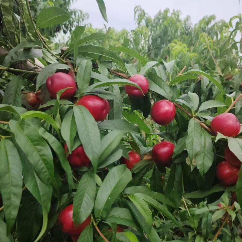 珍珠枣油桃2万斤左右，脆甜可口