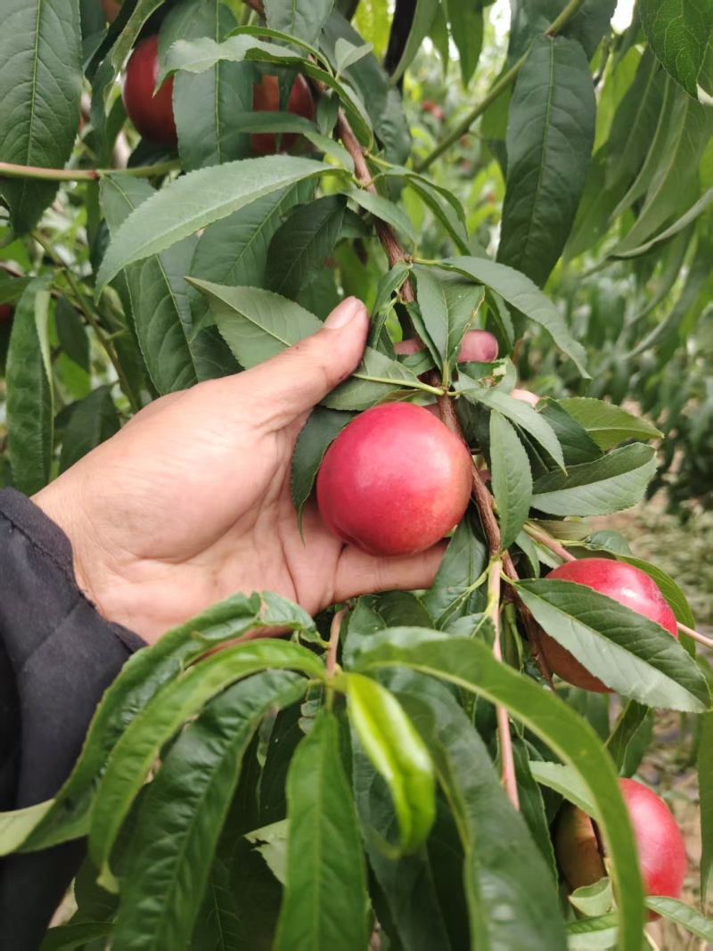 珍珠枣油桃2万斤左右，脆甜可口
