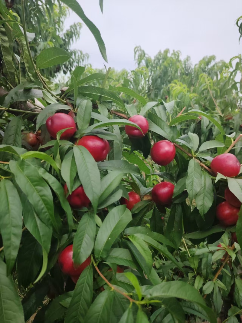 珍珠枣油桃2万斤左右，脆甜可口