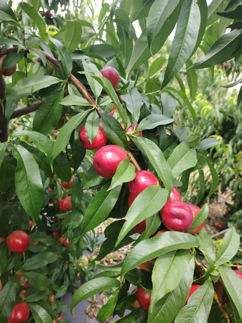 珍珠枣油桃2万斤左右，脆甜可口