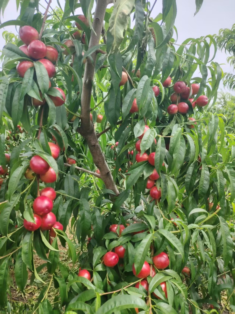 珍珠枣油桃2万斤左右，脆甜可口