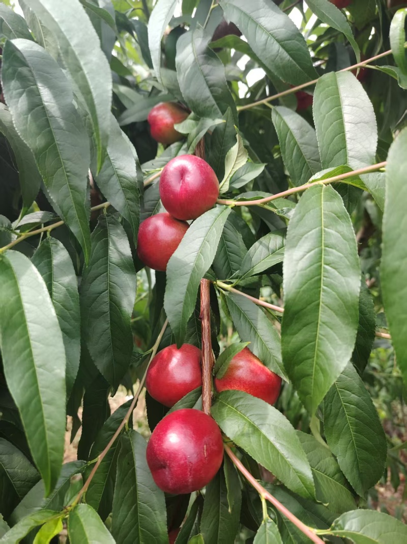 珍珠枣油桃2万斤左右，脆甜可口