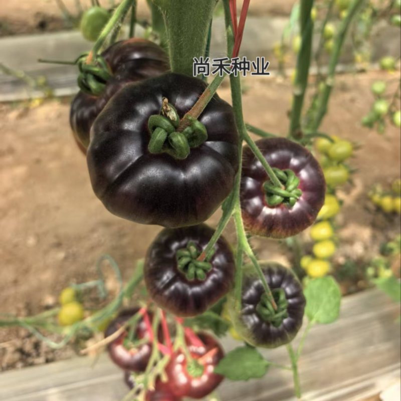 紫丑紫罗兰紫元帅西红柿苗紫丑柿子品种紫气东来番茄苗