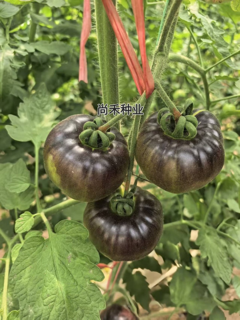 紫丑紫罗兰紫元帅西红柿苗紫丑柿子品种紫气东来番茄苗